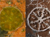 Coral and ocean acidification