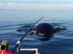 Tagging of a Right Whale