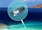 Dive and Discover