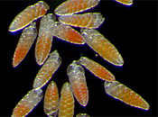 Dispersal of Benthic Foraminifera
