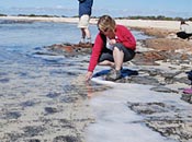 Eukaryotes Associated with Stromatolites