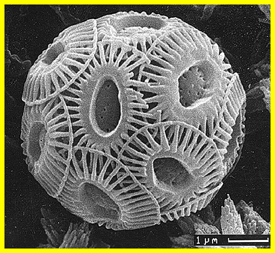 One species of marine alga, Emiliania huxleyi.