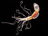 anemone Nematostella vectensis