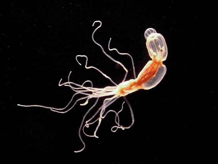 anemone Nematostella vectensis