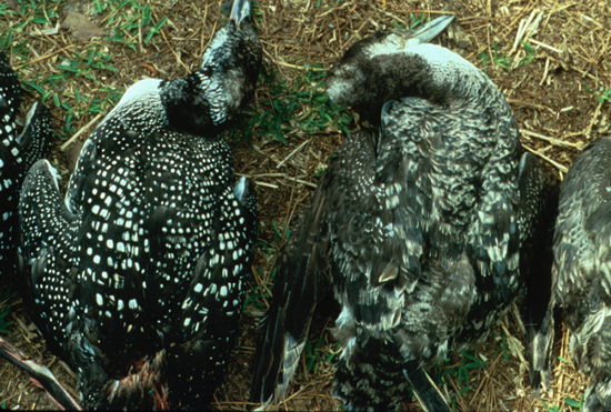 dead loons