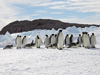 Emperor penguins