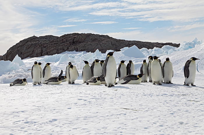 Emperor penguins