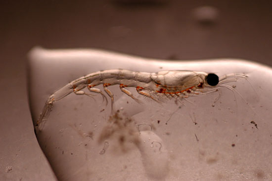tiny copepod