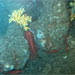 Sea of Cortez