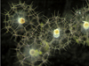 Protists with intricate silica skeletons