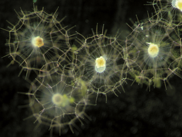 Protists with intricate silica skeletons