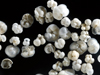 foram shells