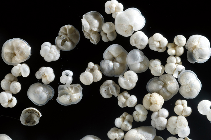 foram shells