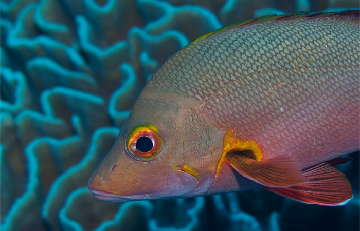 paddletail snapper