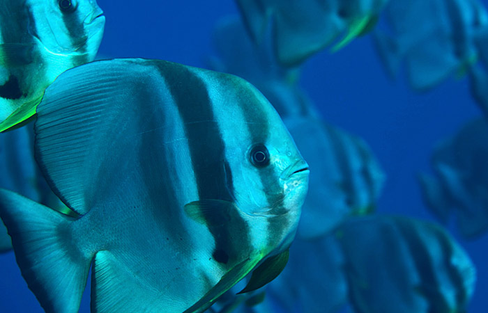 Teira batfish
