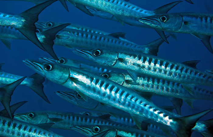 blackfin barracuda