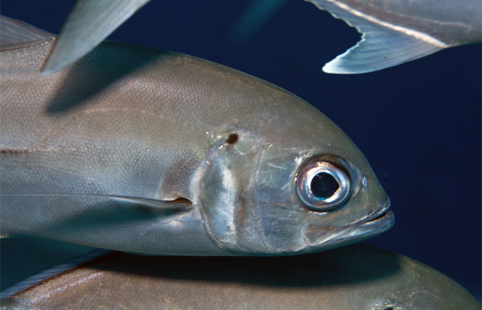 bigeye trevally