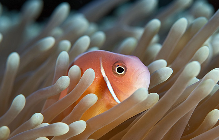 pink anemonefish