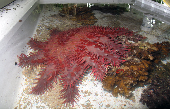 crown-of-thorns starfish