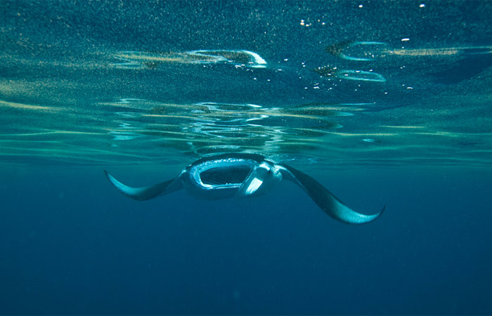 manta ray