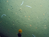 seafloor organisms from multicore