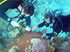 Coral samples