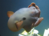 Dumbo octopus examines Alvin