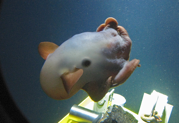 Dumbo octopus examines Alvin