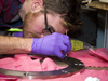Alvin viewport preparation