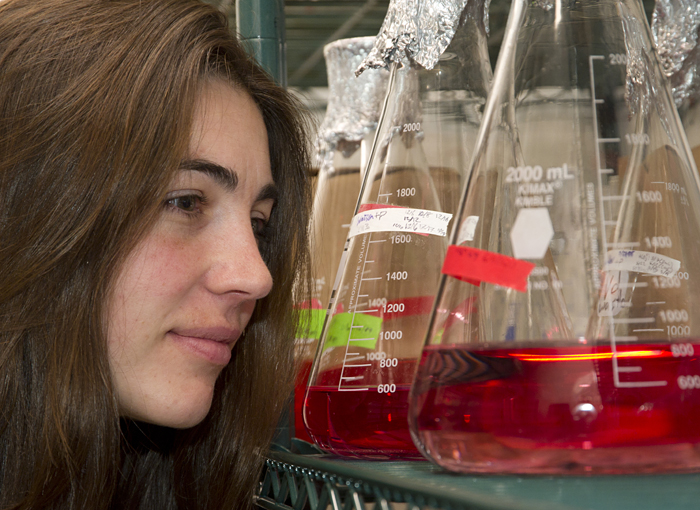 Marine ammonia-oxidizing bacteria