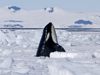 orca surfacing