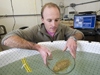 WHOI biologist T. Aran Mooney places a cuttlefish, a close relative of squid, into a tank prior to testing how it responds to various sounds.