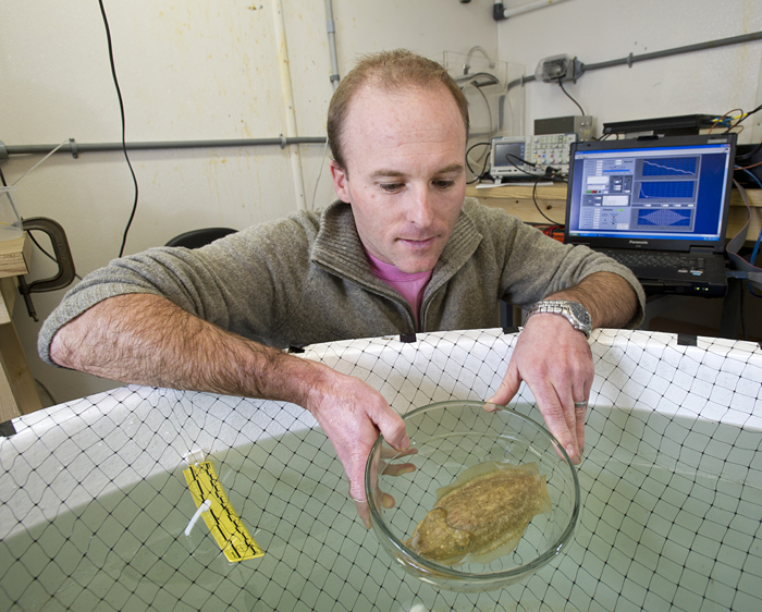 WHOI biologist T. Aran Mooney places a cuttlefish, a close relative of squid, into a tank prior to testing how it responds to various sounds.