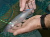 aran mooney squid
