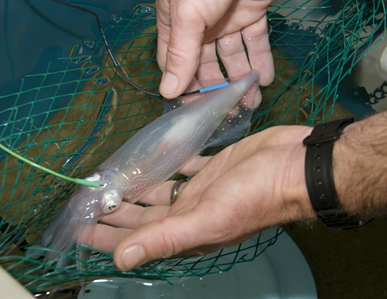 aran mooney squid