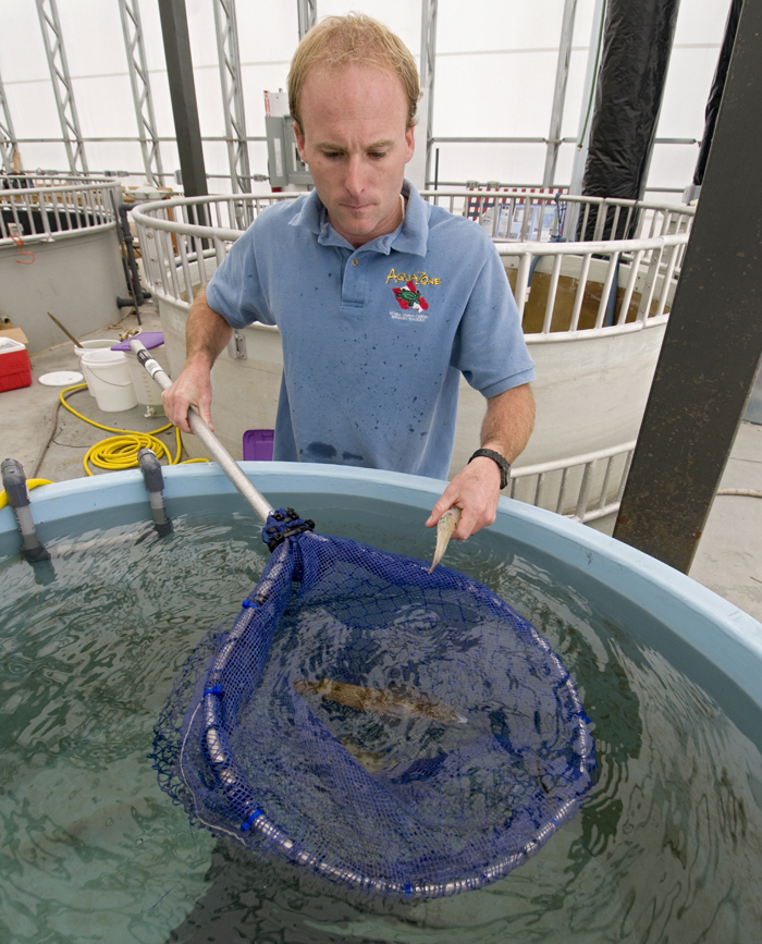 Squid sensory experiements
