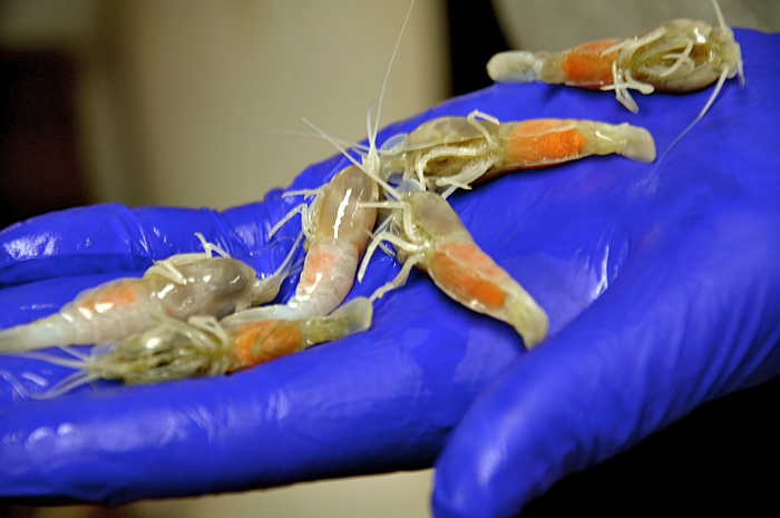 New vent shrimp species