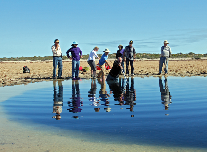 Saline pool sampling