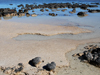 thick mats produced by stromatolite bacteria along shore in Australia