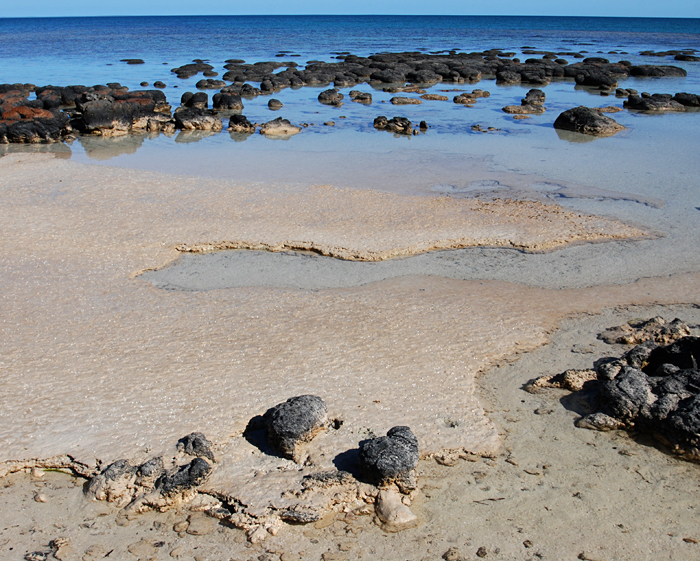 thick mats produced by stromatolite bacteria along shore in Australia
