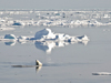 Polar bear on sea ice