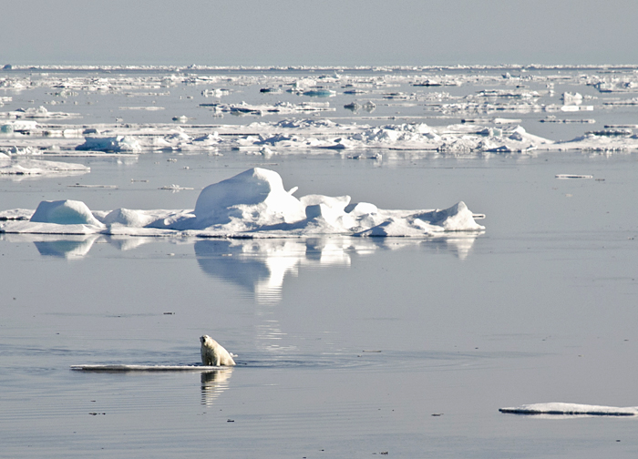 Polar bear on sea ice