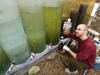 marine algae tanks