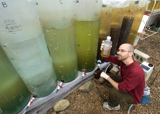 marine algae tanks