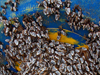 buoy covered with barnacles
