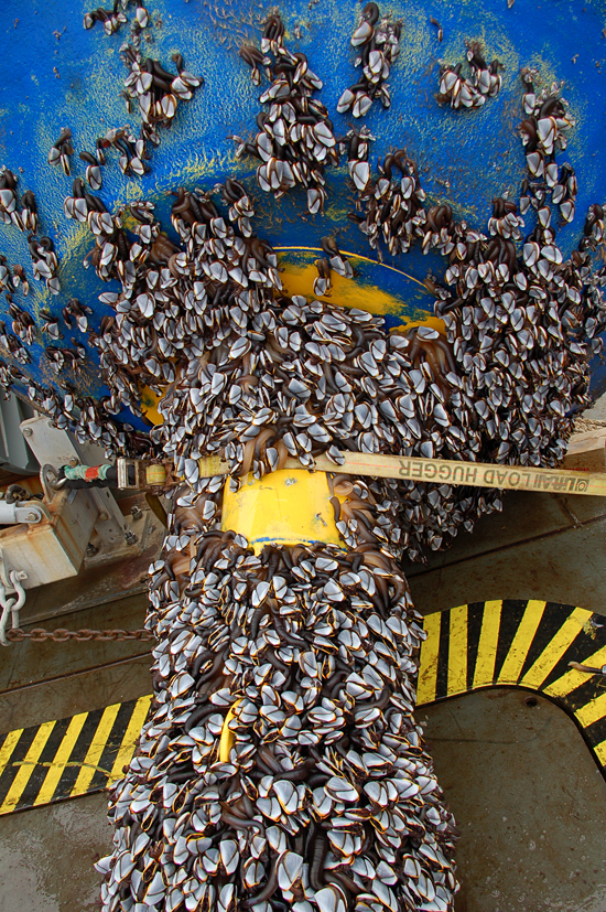 Ocean Barnacle