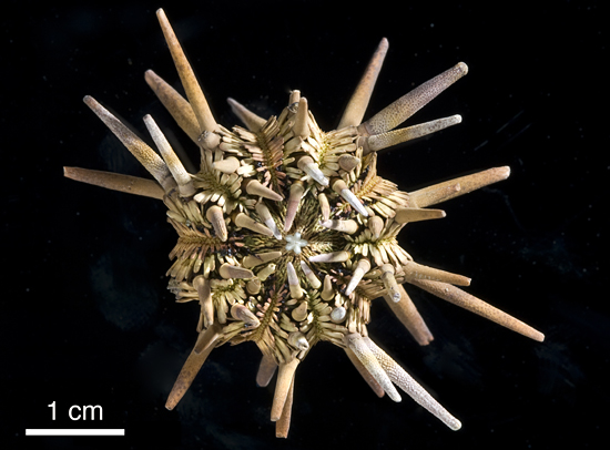 tropical pencil urchin