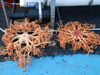 basket stars