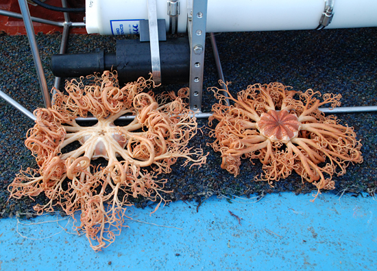 basket stars
