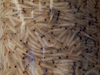 krill in a container